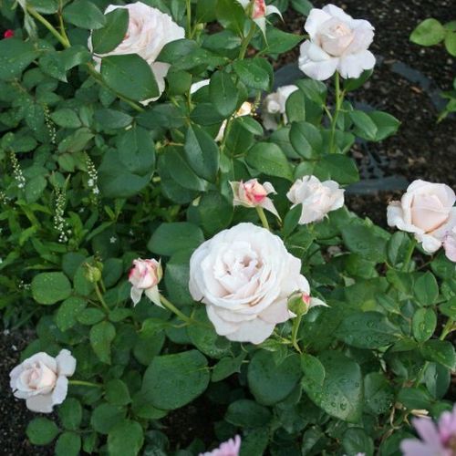 Biela - Stromkové ruže s kvetmi čajohybridovstromková ruža s rovnými stonkami v korune
